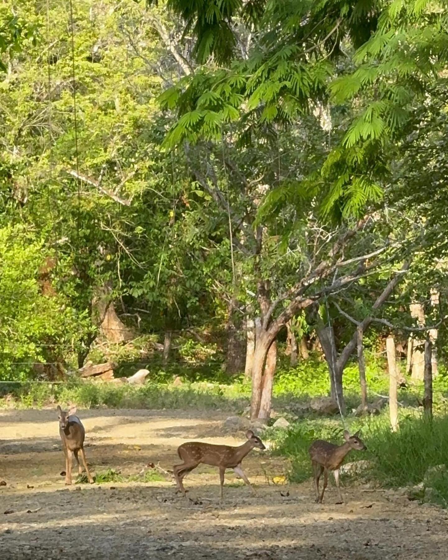 Cabuya Deer House Cabuya公寓 外观 照片